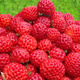 10 pcs. raspberry-type strawberry – very delicious – Frigo plants