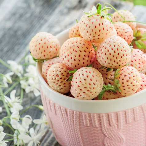 10 pcs. White Pineapple Strawberry, very sweet – Frigo plants