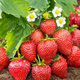 10 pcs. Monterey strawberry climbing hanging everbearing – FRIGO plants