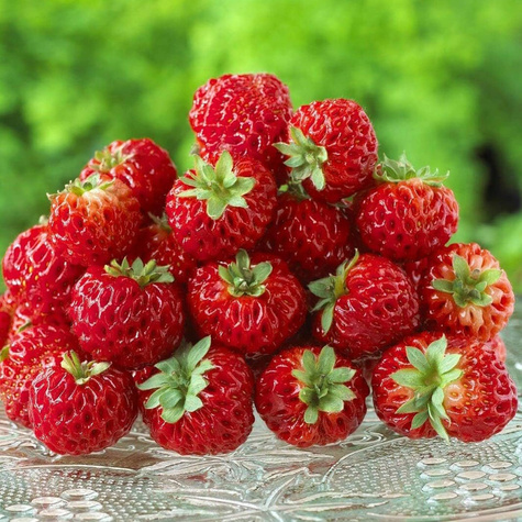 10 pcs. raspberry-type strawberry – very delicious – Frigo plants