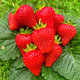 10 pcs. Hossa strawberry – everbearing – Frigo plants
