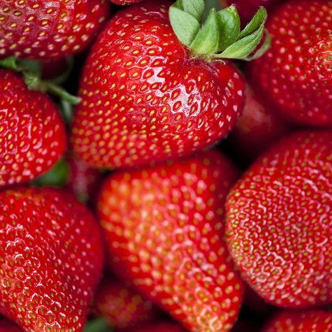 10 pcs. San Andreas strawberry everbearing, climbing, large fruits – FRIGO plants