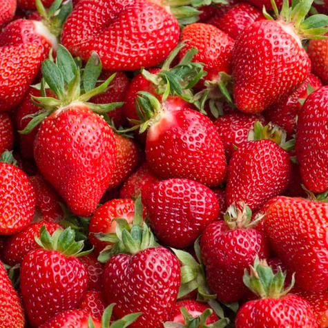 10 pcs. Monterey strawberry climbing hanging everbearing – FRIGO plants