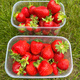 10 pcs. Holy strawberry very high yields mid-early – Frigo plants