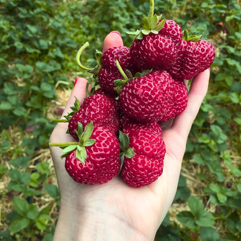 Truskawka Malinowa - FRIGO