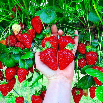 10 pcs. Kent strawberry early-season, highly frost-resistant – Frigo plants