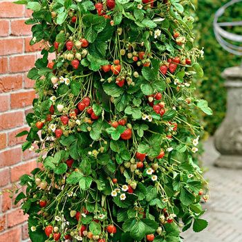 10 pcs. Climbing hanging strawberry – FRIGO plants