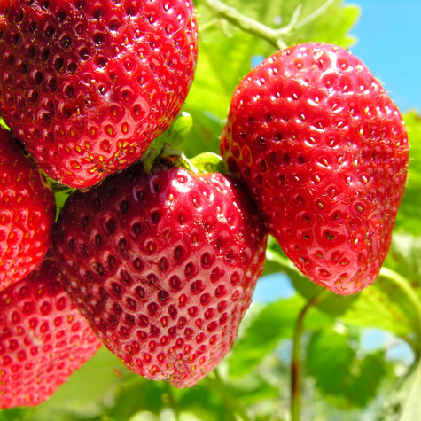 10 pcs. Gigant strawberry very large fruits – Frigo plants