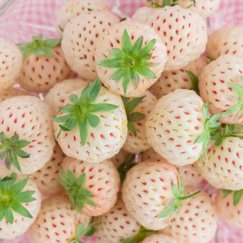 10 pcs. White Pineapple Strawberry, very sweet – Frigo plants