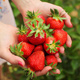 10 pcs. Florence strawberry disease-resistant late-season – Frigo plants