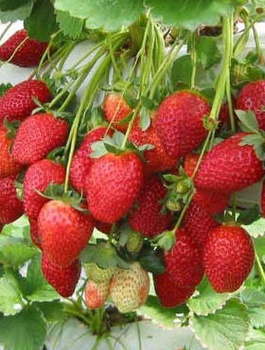 10 pcs. Monterey strawberry climbing hanging everbearing – FRIGO plants