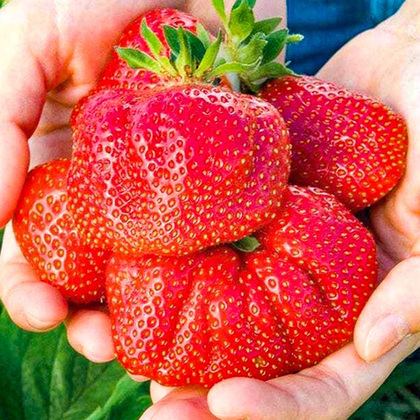 10 pcs. Gigant strawberry very large fruits – Frigo plants