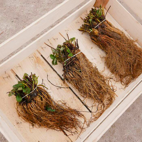 10 pcs. Climbing hanging strawberry – FRIGO plants