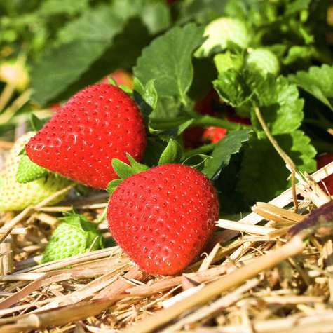 10 pcs. Murzynek dessert strawberries – Frigo plants