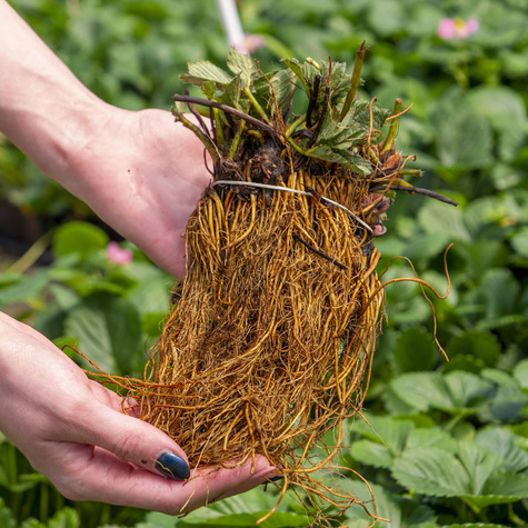 10 pcs. Climbing hanging strawberry – FRIGO plants