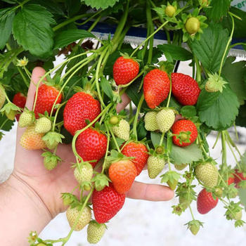 10 pcs. Ostara strawberry wild-strawberry-type everbearing – FRIGO plants