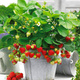 10 pcs. Climbing hanging strawberry – FRIGO plants
