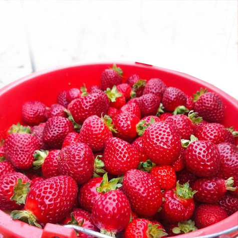 10 pcs. San Andreas strawberry everbearing, climbing, large fruits – FRIGO plants