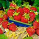 10 pcs. Kent strawberry early-season, highly frost-resistant – Frigo plants