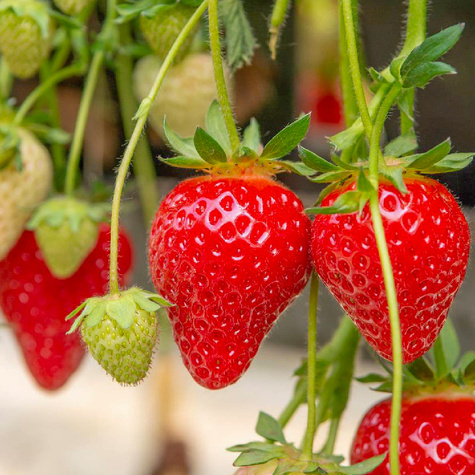 10 pcs. Portola strawberry everbearing – FRIGO plants