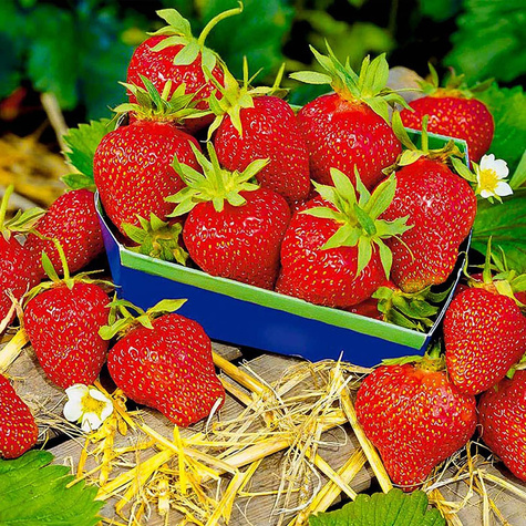 10 pcs. Kent strawberry early-season, highly frost-resistant – Frigo plants