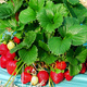 10 pcs. Florence strawberry disease-resistant late-season – Frigo plants
