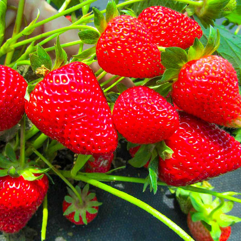 10 pcs. Hossa strawberry – everbearing – Frigo plants
