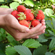 10 pcs. Murzynek dessert strawberries – Frigo plants
