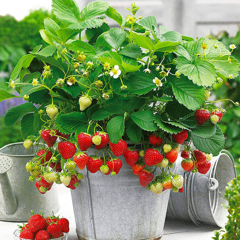 10 pcs. Climbing hanging strawberry – FRIGO plants