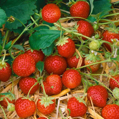10 pcs. Murzynek dessert strawberries – Frigo plants