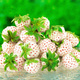 10 pcs. White Pineapple Strawberry, very sweet – Frigo plants