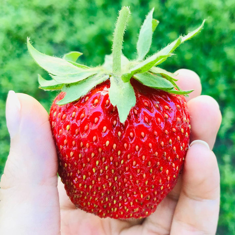 10 pcs. Gigant strawberry very large fruits – Frigo plants