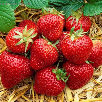 10 pcs. Elsanta strawberry, best dessert variety – Frigo plants